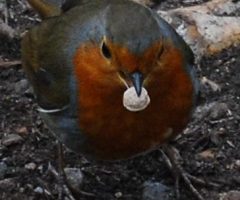 Letters – Day 2 of Advent