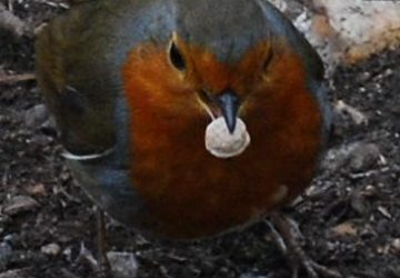 Letters – Day 2 of Advent